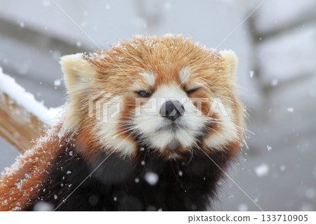 Raccoons at Maruyama Zoo 133710905