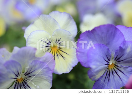 Viola Whisper Viola Whisper 133711136