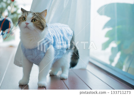 winter holiday and cat concept with british cat wear silk scarf and play with pine and christmas tree decorate and gift box background winter holiday and cat concept with british cat wear silk scarf and play with pine and christmas tree decorate and gift box background 133711273