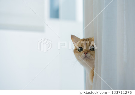 winter holiday and cat concept with british cat wear silk scarf and play with pine and christmas tree decorate and gift box background winter holiday and cat concept with british cat wear silk scarf and play with pine and christmas tree decorate and gift box background 133711276