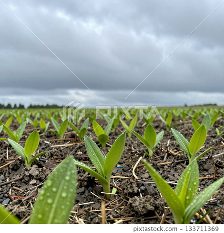 遠處傳來春雷隆隆聲，天空陰雲密布，新芽萌發，大自然賦予人生命的氣息。 133711369