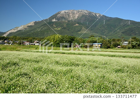 Mt. Ibuki and a buckwheat field with white flowers 1 Mt. Ibuki and a buckwheat field with white flowers 1 133711477