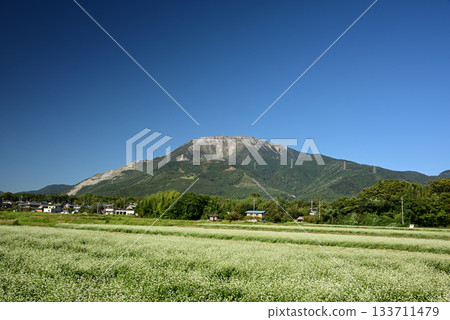 伊吹山和開白花的蕎麥田 3 伊吹山和開白花的蕎麥田 3 133711479