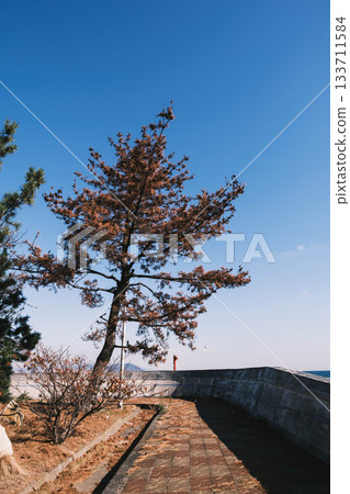 【江島】大樹 【江島】大樹 133711584