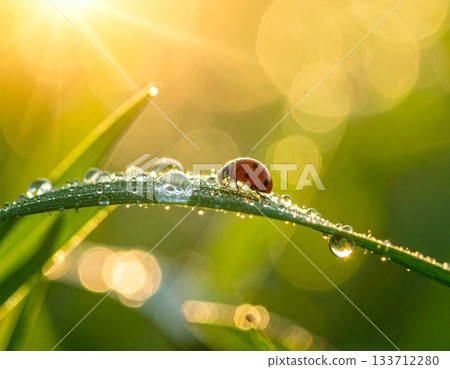 晨露籠罩下的瓢蟲微距照片 晨露籠罩下的瓢蟲微距照片 133712280