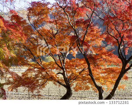 稻川町的秋葉閃耀著橘色的光芒 稻川町的秋葉閃耀著橘色的光芒 133712281