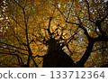 銀杏葉染黃 133712364