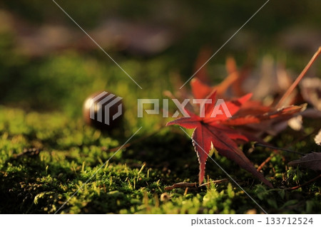 Beautiful autumn leaves in Japan Beautiful autumn leaves in Japan 133712524