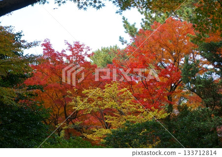 秋葉飄落的樹木 秋葉飄落的樹木 133712814