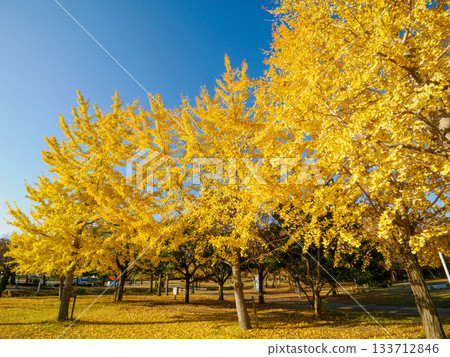 秋日的蘆屋市綜合公園米拉塔普公園,樹木色彩繽紛,美不勝收。 秋日的蘆屋市綜合公園米拉塔普公園,樹木色彩繽紛,美不勝收。 133712846