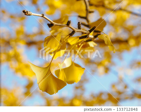 秋日的蘆屋市綜合公園米拉塔普公園，樹木色彩繽紛，美不勝收。 133712848