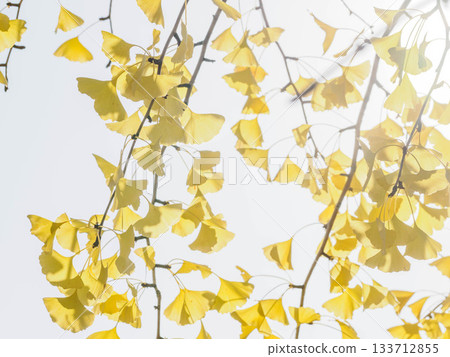 秋日的蘆屋市綜合公園米拉塔普公園,樹木色彩繽紛,美不勝收。 秋日的蘆屋市綜合公園米拉塔普公園,樹木色彩繽紛,美不勝收。 133712855