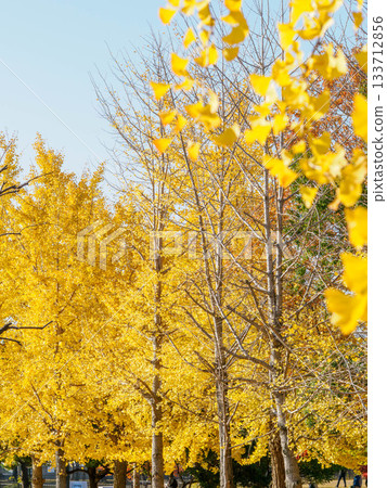 秋日的蘆屋市綜合公園米拉塔普公園,樹木色彩繽紛,美不勝收。 秋日的蘆屋市綜合公園米拉塔普公園,樹木色彩繽紛,美不勝收。 133712856