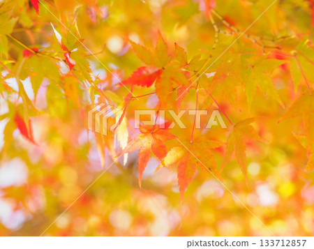 Autumn at Ashiya City General Park Miratap Park, where the trees change color Autumn at Ashiya City General Park Miratap Park, where the trees change color 133712857