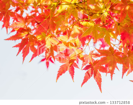 秋日的蘆屋市綜合公園米拉塔普公園,樹木色彩繽紛,美不勝收。 秋日的蘆屋市綜合公園米拉塔普公園,樹木色彩繽紛,美不勝收。 133712858