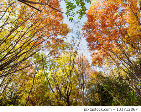 秋日的蘆屋市綜合公園米拉塔普公園,樹木色彩繽紛,美不勝收。 秋日的蘆屋市綜合公園米拉塔普公園,樹木色彩繽紛,美不勝收。 133712867