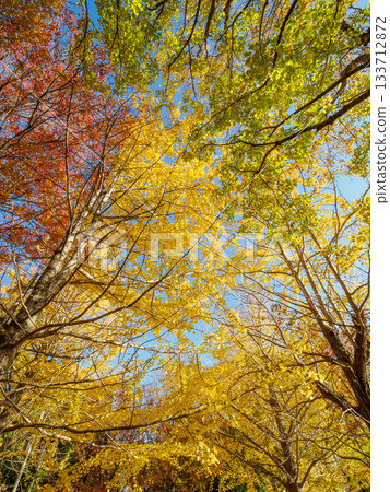 秋日的蘆屋市綜合公園米拉塔普公園,樹木色彩繽紛,美不勝收。 秋日的蘆屋市綜合公園米拉塔普公園,樹木色彩繽紛,美不勝收。 133712872