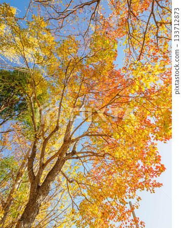 秋日的蘆屋市綜合公園米拉塔普公園,樹木色彩繽紛,美不勝收。 秋日的蘆屋市綜合公園米拉塔普公園,樹木色彩繽紛,美不勝收。 133712873