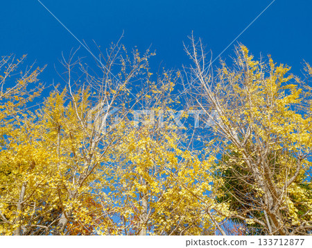 秋日的蘆屋市綜合公園米拉塔普公園,樹木色彩繽紛,美不勝收。 秋日的蘆屋市綜合公園米拉塔普公園,樹木色彩繽紛,美不勝收。 133712877