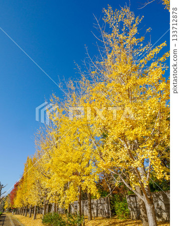 秋日的蘆屋市綜合公園米拉塔普公園,樹木色彩繽紛,美不勝收。 秋日的蘆屋市綜合公園米拉塔普公園,樹木色彩繽紛,美不勝收。 133712878