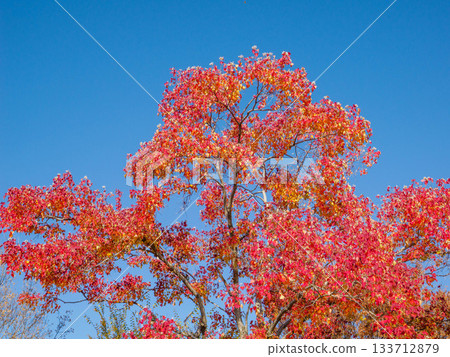 Autumn at Ashiya City General Park Miratap Park, where the trees change color Autumn at Ashiya City General Park Miratap Park, where the trees change color 133712879