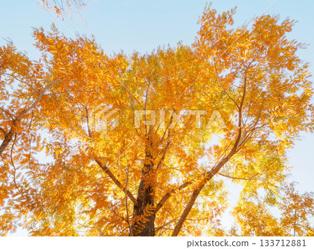 秋日的蘆屋市綜合公園米拉塔普公園,樹木色彩繽紛,美不勝收。 秋日的蘆屋市綜合公園米拉塔普公園,樹木色彩繽紛,美不勝收。 133712881