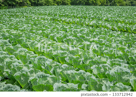 The lush green cabbage fields and summer plateau scenery of Tsumagoi Village, Gunma The lush green cabbage fields and summer plateau scenery of Tsumagoi Village, Gunma 133712942
