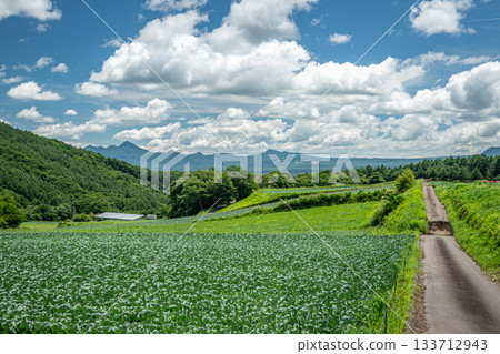 A rural landscape of the highlands of Tsumagoi Village, Gunma Prefecture, with cabbage fields and a summer sky A rural landscape of the highlands of Tsumagoi Village, Gunma Prefecture, with cabbage fields and a summer sky 133712943