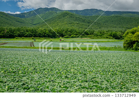 A summer plateau landscape of cabbage fields and lush green mountains in Tsumagoi Village, Gunma A summer plateau landscape of cabbage fields and lush green mountains in Tsumagoi Village, Gunma 133712949