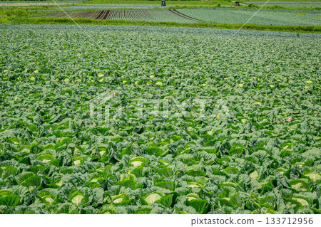 A summer view of the highlands and fertile farmland of the cabbage fields of Tsumagoi Village, Gunma Prefecture 133712956