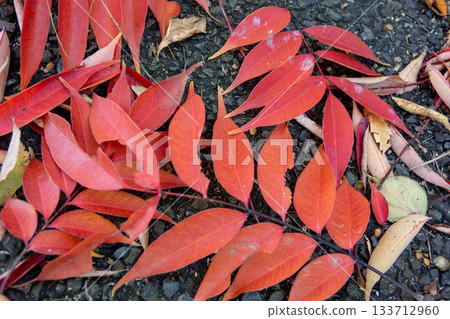 地面上落下的紅色秋葉—落葉特寫 133712960