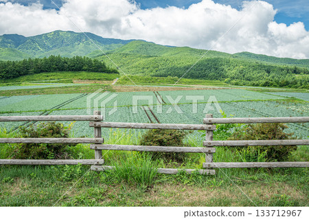 從群馬縣妻戀村愛西之丘眺望高原田野和夏季山巒 133712967