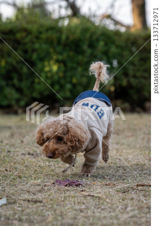 玩具貴賓犬 133712971