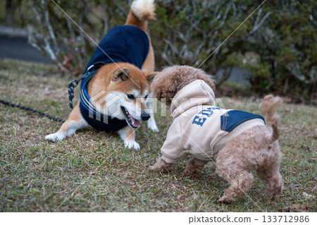Shiba Inu and Toy Poodle playing Shiba Inu and Toy Poodle playing 133712986