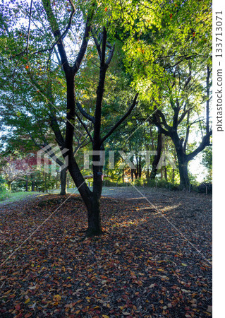 Autumn park path with fallen leaves - quiet autumn forest path 133713071