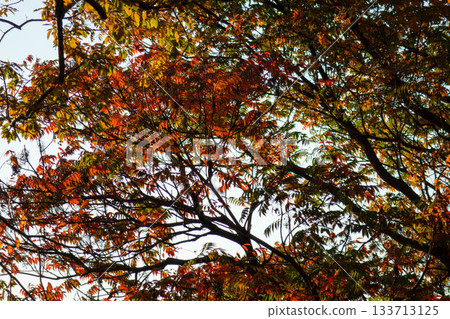 藍天映襯下的紅楓葉－絢麗多彩的秋葉特寫 133713125