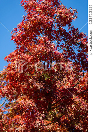 藍天映襯下的紅楓葉－絢麗多彩的秋葉特寫 133713135