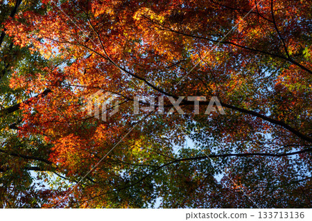 藍天映襯下的紅楓葉－絢麗多彩的秋葉特寫 133713136