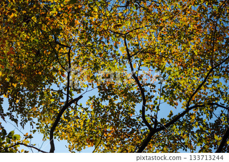 Colorful autumn trees - red, yellow and green leaves Colorful autumn trees - red, yellow and green leaves 133713244