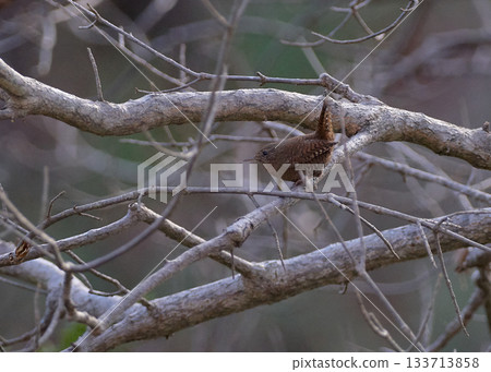 鷦鷯秋季 鷦鷯秋季 133713858
