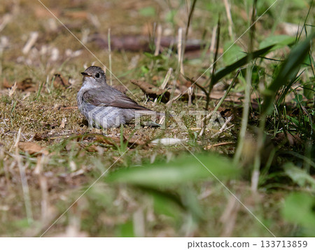 夏季的藍白鶲 夏季的藍白鶲 133713859