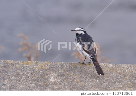 黑背鶺鴒夏羽雄性 133713861