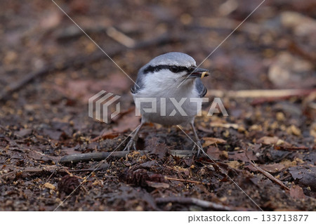 Nuthatch ecology Nuthatch ecology 133713877