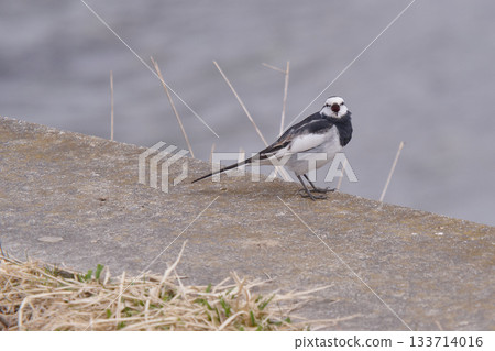 黑背鶺鴒夏羽雄性 133714016