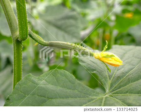 黃瓜雌花 133714025
