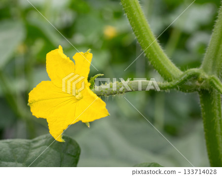 黃瓜雌花 133714028
