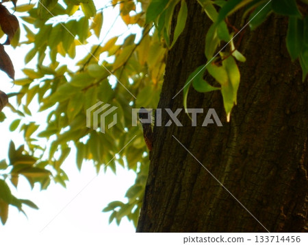 Seminar perched on a tree 133714456