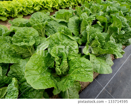 培育小白菜 133714595