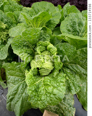 Cultivating baby Chinese cabbage 133714598