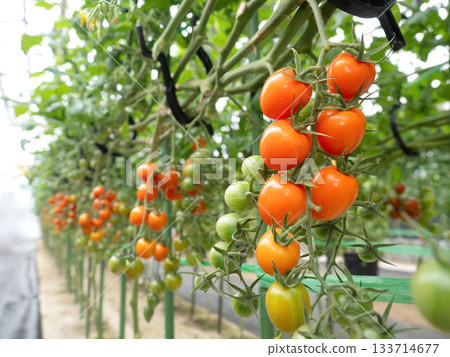 Growing cherry tomatoes in greenhouses 133714677